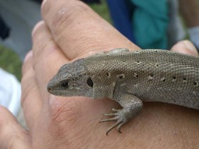 variata fauna salbatica in ardeal